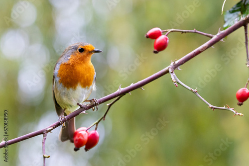 Robin (erithacus rubecula) perched on rose hip, with a natural green background - Yorkshire, UK in Autumn