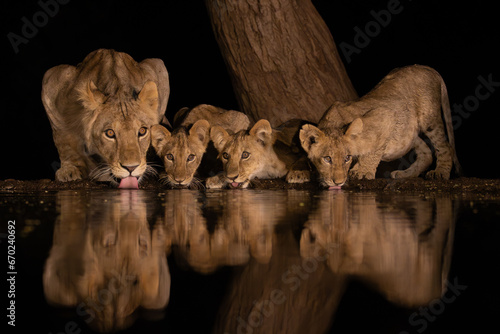 A lioness with three cubs drinking at night