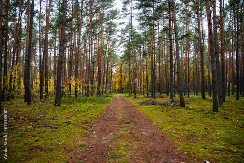 beautiful forest in autumn, autumn forest, forest full of autumn golden colors