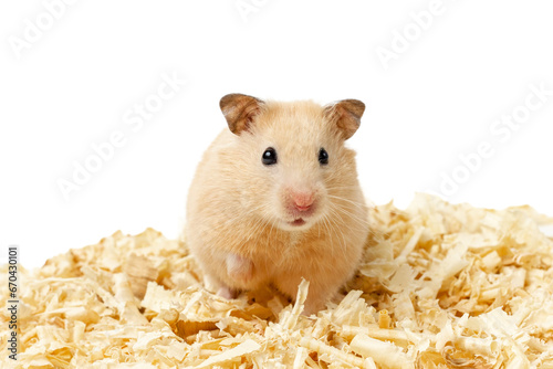 Syrian hamster isolated on a white background.