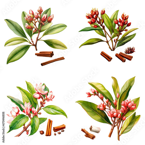 Set of watercolor flower buds of the clove tree isolated on transparent background 
