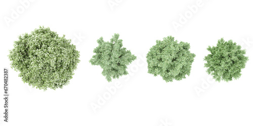 Plane,Alder,Eucalyptus trees from the top view isolated white background