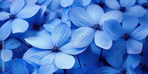 Botanical symphony. Vibrant blue and purple flowers background in nature embrace. Summer blooms close up of fresh purple flower in park