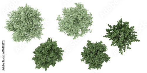 Plinia Cauliflora,Viburnum Dentatum trees from the top view isolated white background