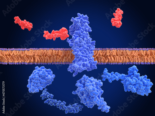 GLP-1 receptor, inactivated and surrounded by an agonist (semaglutide, red) and G-proteins