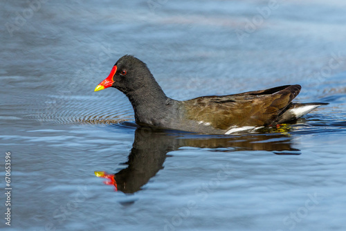 Teichhuhn (Gallinula chloropus)