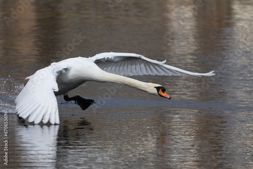 Höckerschwan (Cygnus olor)