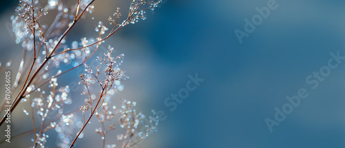delicate openwork flowers in the frost. Gently lilac frosty natural winter background. Beautiful winter morning in the fresh air. Banner. free space for inscriptions. 