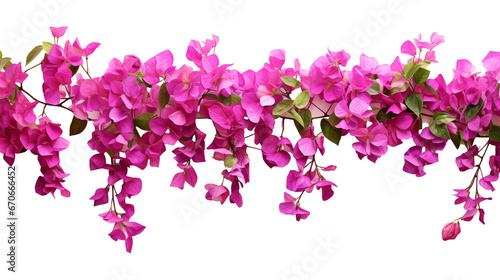 Pink bougainvillea flowers horizontal border with leaves and plants isolated on transparent background. Generative AI