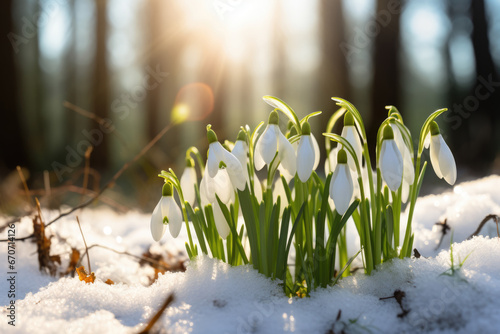 Beautiful white snowdrop flowers blossoming outdoors in snow