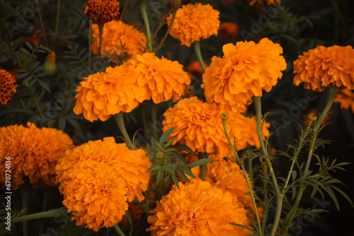 Hermoso campo de flores de cempasúchitl, utilizadas especialmente en altares y ofrendas de Día de Muertos, en México.