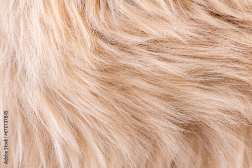 Beige fur texture top view. Brown or beige sheepskin background. Fur pattern. Texture of brown shaggy fur. Wool texture. Sheep fur close up