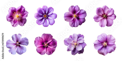 Collection of various purple flowers isolated on a transparent background