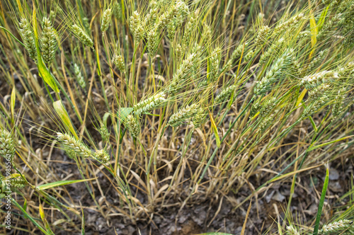 Green unripe wheat ears in the foreground