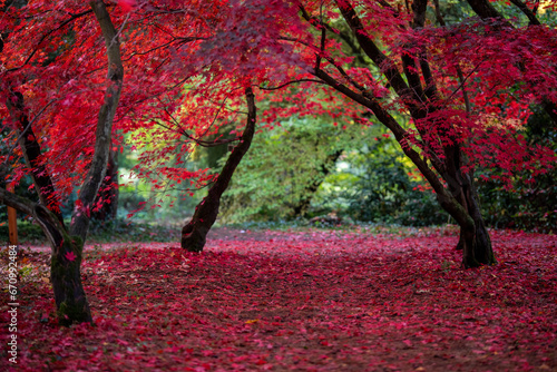 jesień, natura, przyroda, kolory, pomarańcz, czerwony, żółty, park, liście, spadające liście, piękno, jesienny liść, jesienna aura
