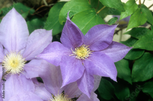 Clematis spp. 'H.F Young' , Clématite