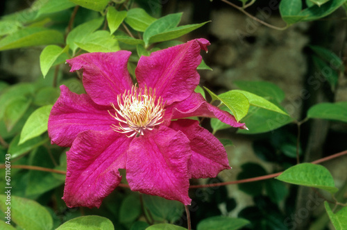 Clematis spp. 'Ernest Markham' , Clématite