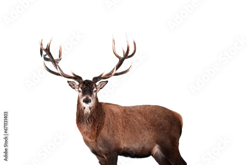 Red deer isolated on white background