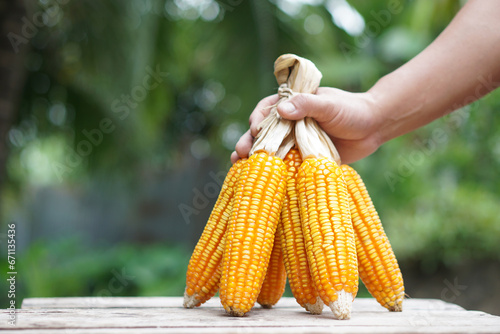 Close up hand hold dried corns or maizes, peeled off and tied peels. Outdoor nature background. Concept, economic agriculture crops in Thailand. Maizes are used as material for producing animal feed. 