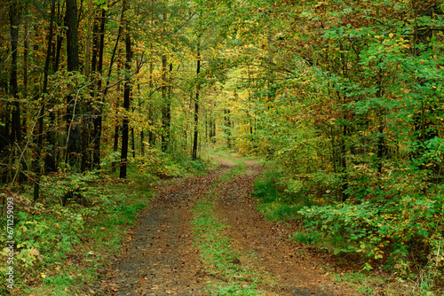 Gęsty, liściasty las. Jest jesień, część liści zmieniła kolor na żółty i brązowy. Między zaroślami widać leśną, gruntową drogę. Koleiny pokryte są brązowymi liśćmi.