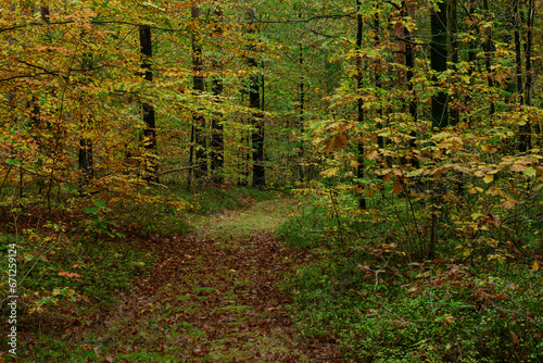 Gęsty, liściasty las. Jest jesień, część liści zmieniła kolor na żółty i brązowy. Między zaroślami widać leśną, gruntową drogę. Koleiny pokryte są brązowymi liśćmi.