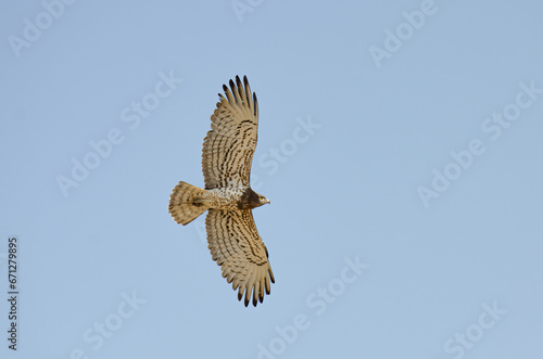 Short-toed Snake Eagle (Circaetus gallicus) flying in the sky.