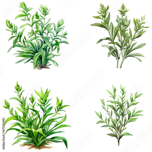 Set of Tarragon herbs isolated on white background