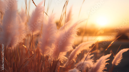 view of wild pampas grass with sunset, asthetic style, cinematic lighning