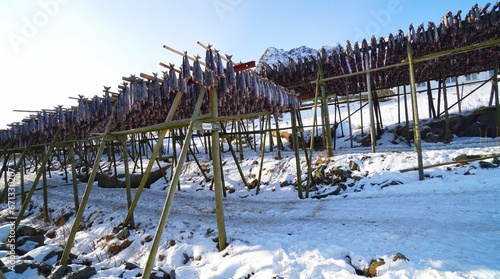 Fish drying rack during winter season at Lofoten, Norway, Europe.