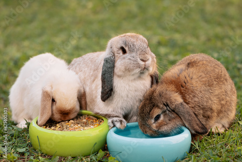 Three cute rabbits sitting next to two pet bowl in outdoors, front view. Domestic rabbits eating dried food and drinking water