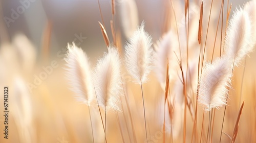 Abstract natural background of soft plants Cortaderia selloana. Pampas grass on a blurry bokeh, Dry reeds boho style. Fluffy stems of tall grass in winter, white background