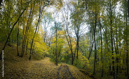 Leśne rozdroża, jesienną porą. 