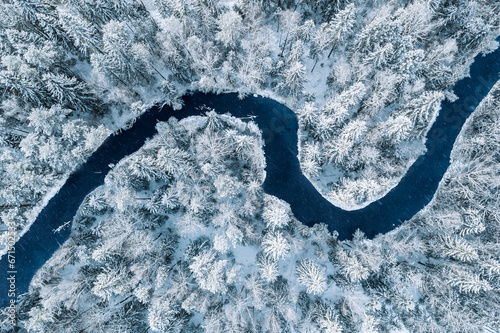 Aerial top view of blue winding river in snow forest with frozen pine trees