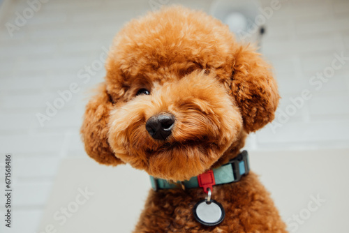 A small beautiful red poodle in the collar on a light gray background. Close up pet portrait. Bottom view