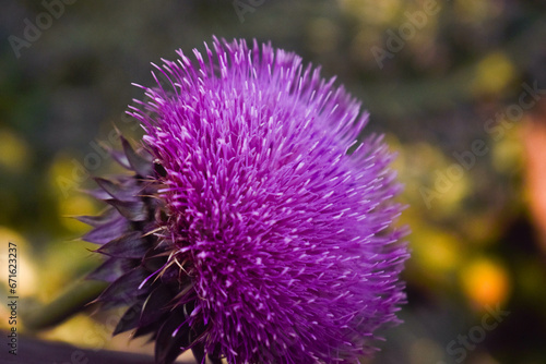 Sumergete en un mundo lleno de colores vibrantes y detalles perfectos y la serenidad que la naturaleza nos proporciona. Descubre nuestra seleccion de fotografias de plantas, capturadas con amor.