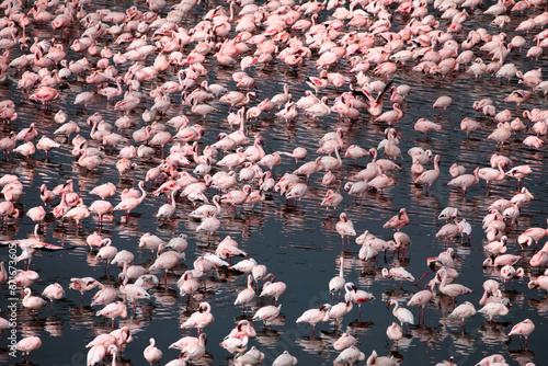 Many white-pink birds and their reflection in water