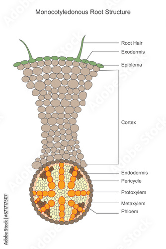Monocotyledonous roots are fibrous, with numerous slender, evenly distributed roots. They lack a central taproot and exhibit adventitious root formation.
