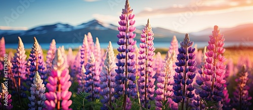 The stunning lupin blossoms during the springtime in New Zealand