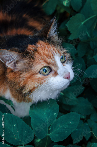 Calico cat peering from green leaves