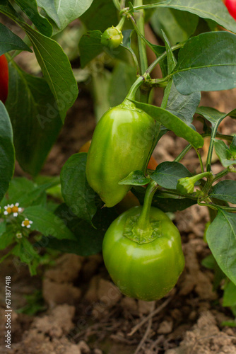 Papryka na krzewie | Peper on the bush