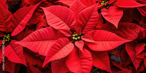 Closeup of a vibrant red poinsettia bloom, adding a burst of color to a traditional holiday display.