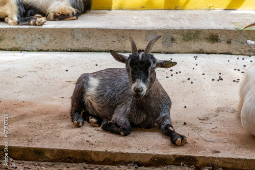 The West African pygmy goat. A small black goat with large horns lies on the ground with one leg extended in front and the others tucked under itself.