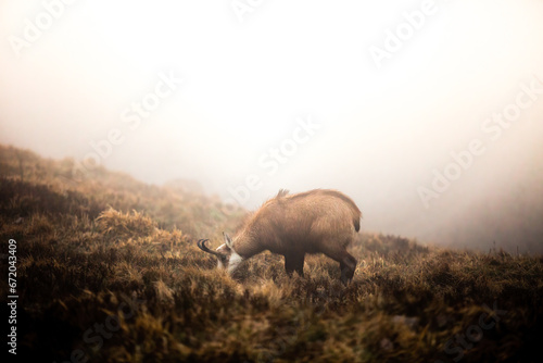 Chamois wild goat in the mountains of Vosges France in a field with misty fog in the background