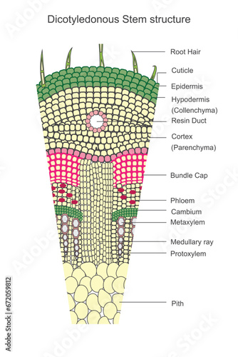 Dicotyledonous stems have a branched vascular system, with two cotyledons and a distinct arrangement of vascular bundles.Botanical concept.