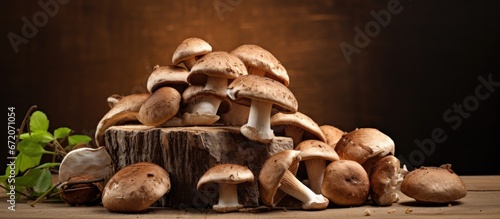 Porcini mushrooms thriving in their native environment
