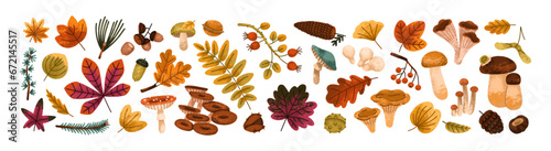 Botanical autumn set. Tree leaves, mushrooms, leaf branches, berries, acorn and foliage. Fall forest decorations. Natural design elements bundle. Flat vector illustrations isolated on white background