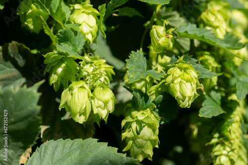 Blütenzapfen der weiblichen Blüte vom Hopfen hängen an der Schlingstaude.