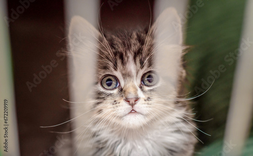 small kitten in the cage looks through the bars with the reflection of rods in the eyes