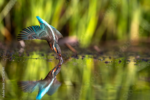 Zimorodek Kingfisher