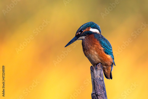 Zimorodek Kingfisher